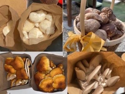 Primordia Mycology Support Community Agriculture